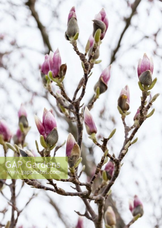 Magnolia x soulangeana, spring April
