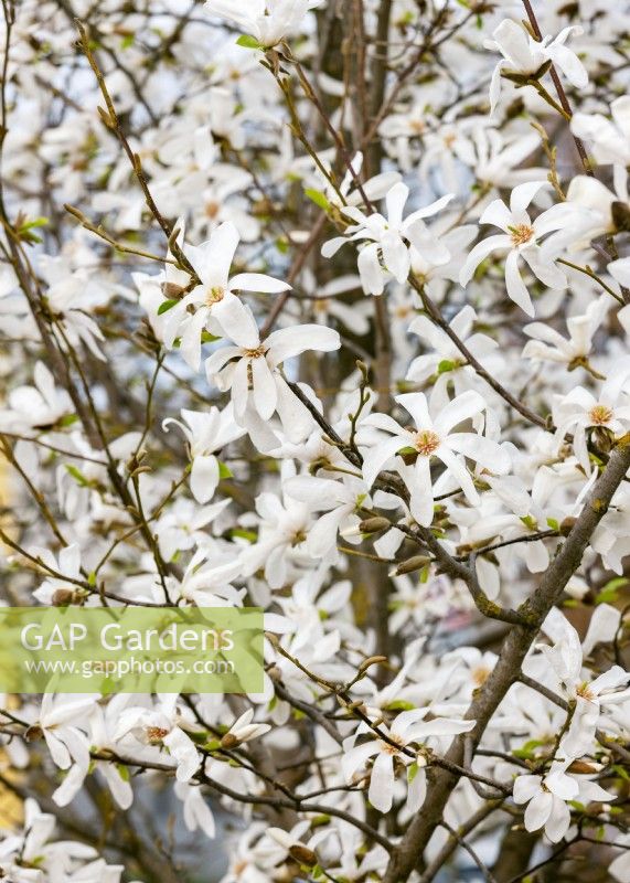 Magnolia stellata, spring March