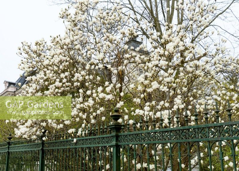 Magnolia x soulangeana, spring April