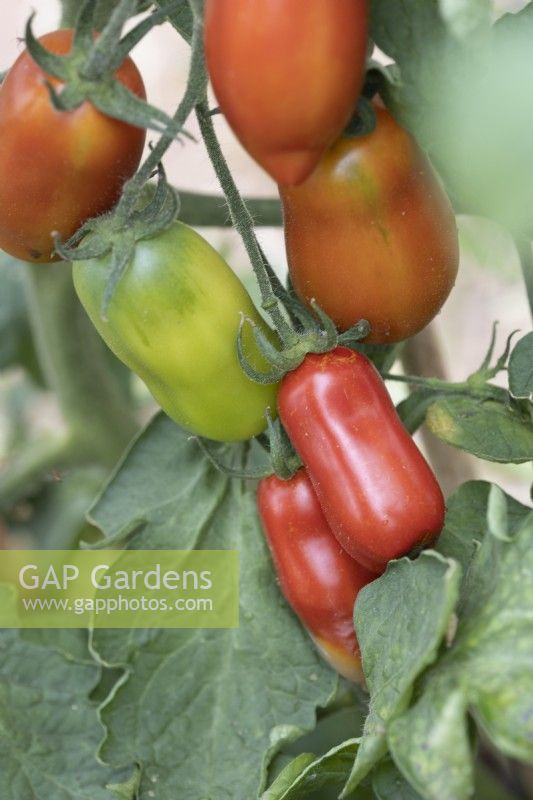 San Marzano tomato fruits, in varying ripeness on the vine. 