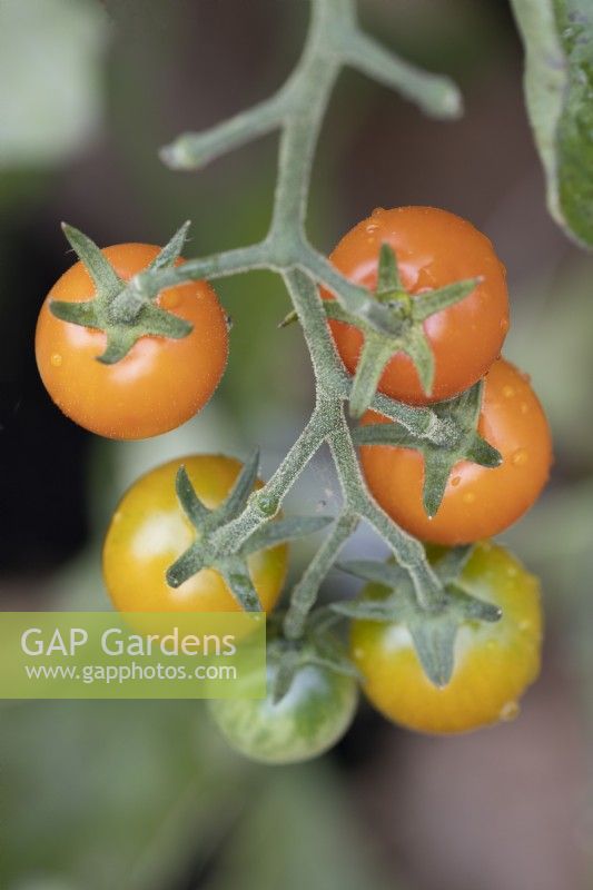 Tomato fruits, Sungold, on the vine ripening. Close up. September