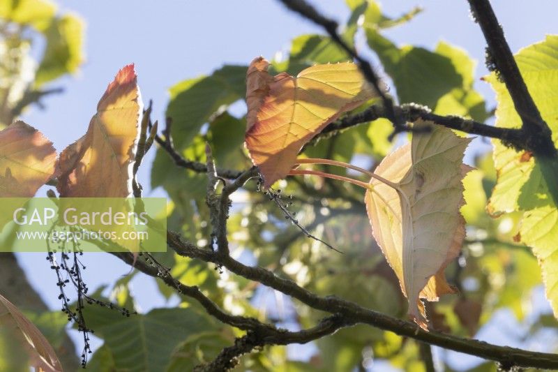 Leaves change colour early in a prolonged drought on a snakebark maple, Acer sect. Macrantha. August. 