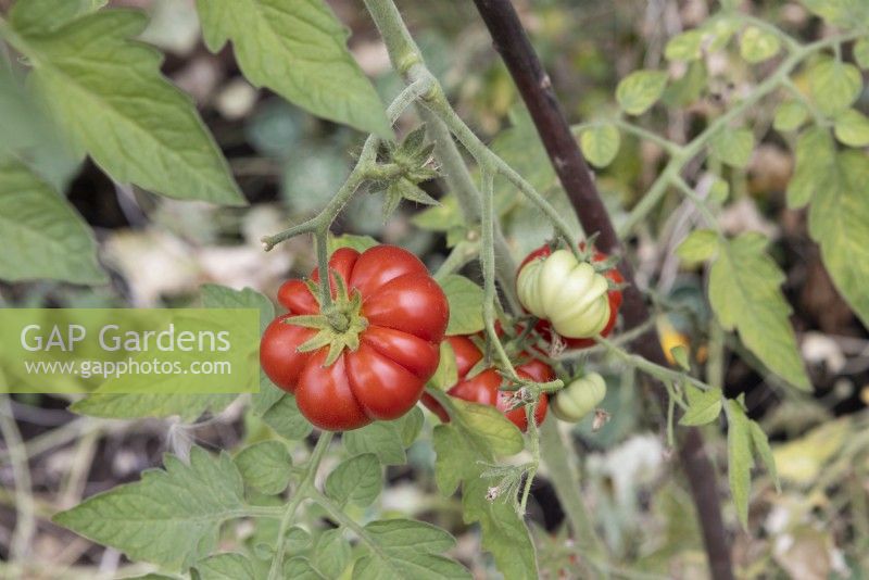Marmande tomato fruit. Ripe on the vine. September