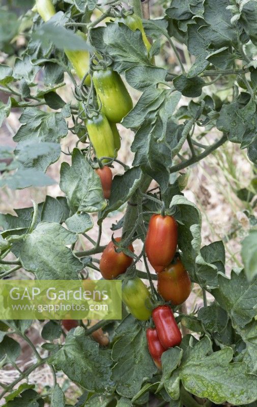 San Marzano tomato fruits, in varying degrees of ripeness, on the vine. September