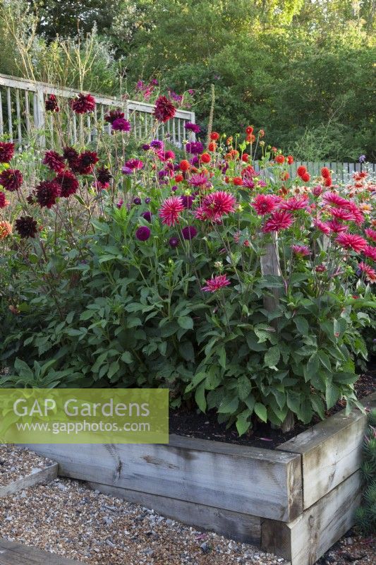 Left to right
Dahlia 'Sam Hopkins', 'Downham Royal', 'New Baby', and  'Ambition' in raised oak beds. 