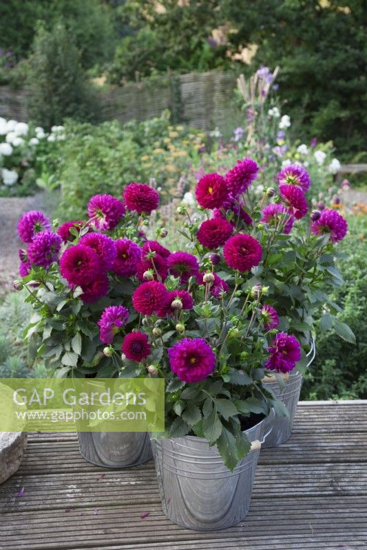 A group of shocking pink Dahlias in metal buckets on the raised deck. 