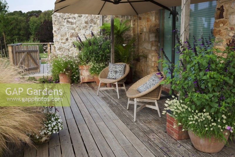 Wicker chairs with cushions and large sunshade on raised deck with Big Pots of Salvia 'Amistad' and Lagurus ovatus - Bunny's Tail Grass,
Small pot of  Salvia ' Love and Wishes' and Calibrachoa, more pots with Nassella (Stipa) tenuissima and Gaura lindheimeri. Tree Fern in shady corner. 