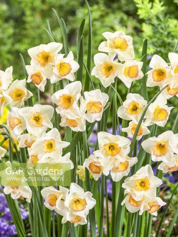 Narcissus jonquilla Jona Jazz, spring April