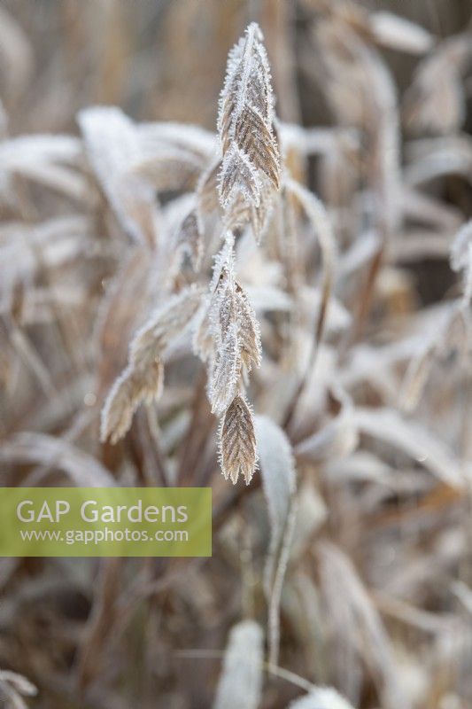 Chasmanthium latifolium - North America wild oats in the frost