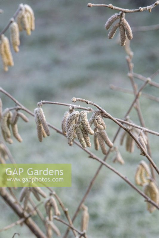 Corylus maxima 'Gunslebert' - Hazel catkins in the frost