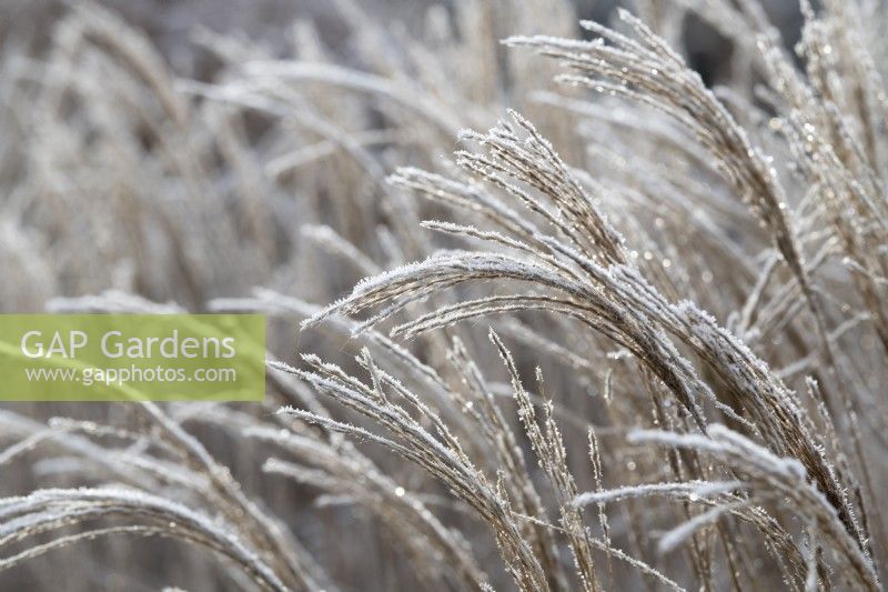 Miscanthus sinensis 'Gnome' - Eulalia in the frost