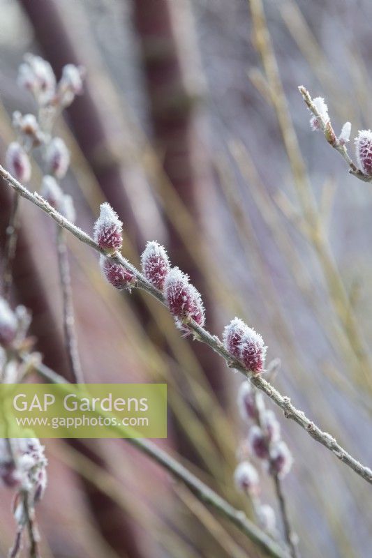Salix gracilistyla 'Mount Aso' - Japanese pink pussy willow
catkins in the frost