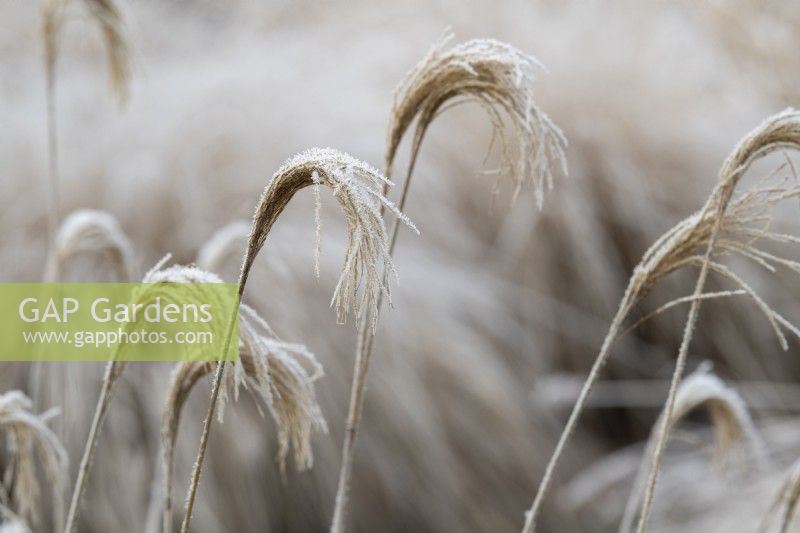 Miscanthus nepalensis - Himalayan fairy grass in the frost