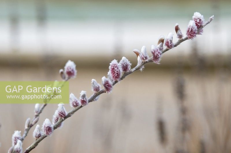 Salix gracilistyla 'Mount Aso' - Japanese pink pussy willow
catkins in the frost