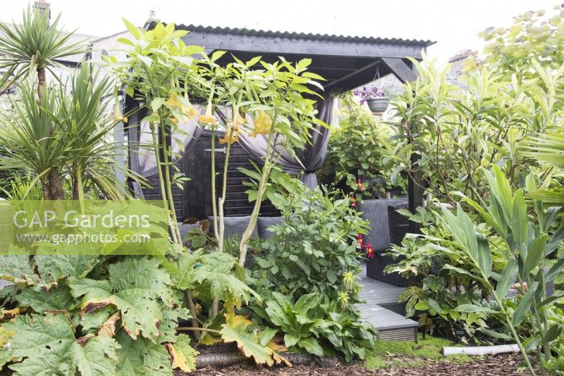 Tropical garden in August including yucca brugmansia dahlia and gunnera surrounding covered seating area