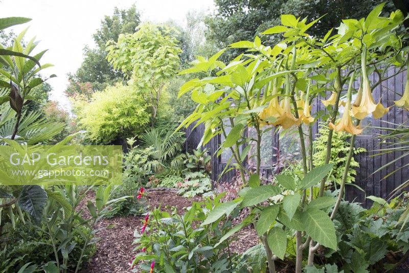 Tropical garden in August with brugmansia dahlia and paulownia and bark chippings path