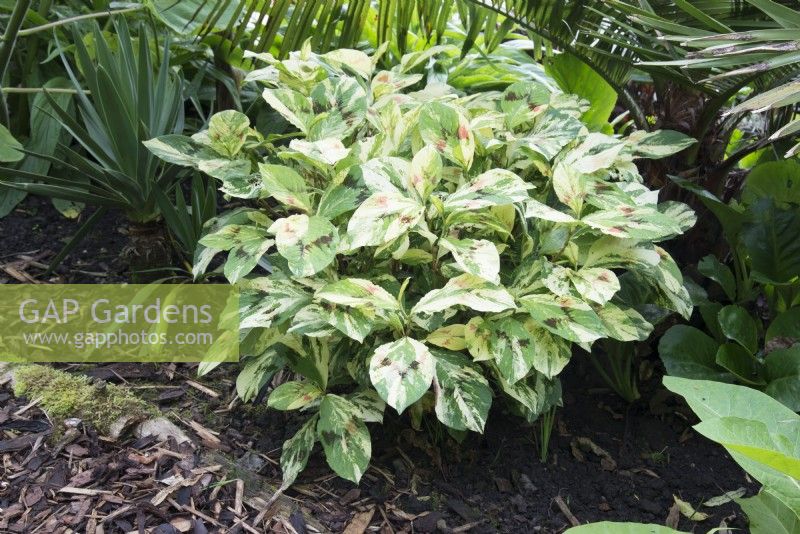 Persicaria virginiana Variegated Group 'Painter's Palette'