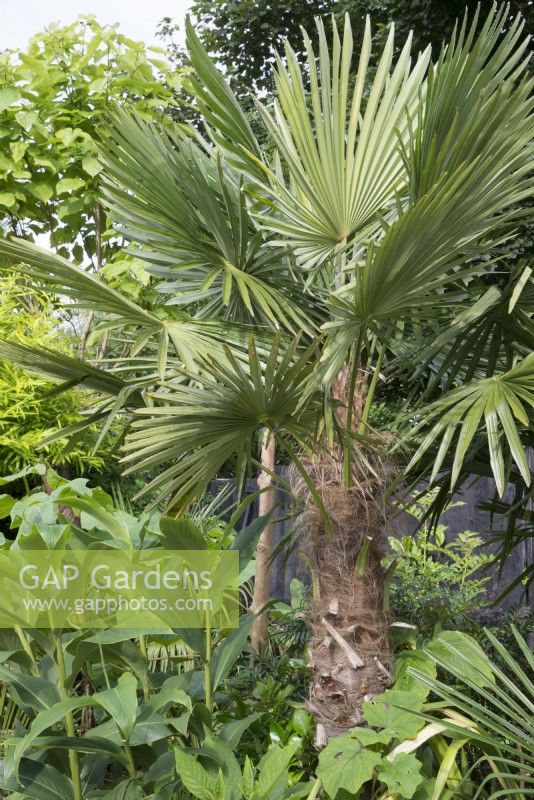 Trachycarpus fortunei in tropical garden
