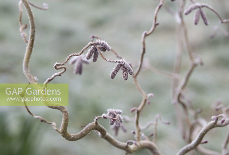 Corylus avellana 'Red Majestic' - Hazel catkins in the frost