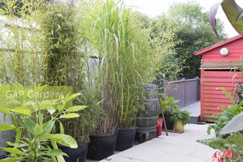 Tropical garden in August with bamboo in large containers by path leading to painted red shed