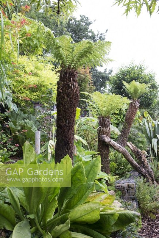 Tropical garden with Dicksonia antarctica tree ferns and Lysichiton americanus, Skunk Cabbage