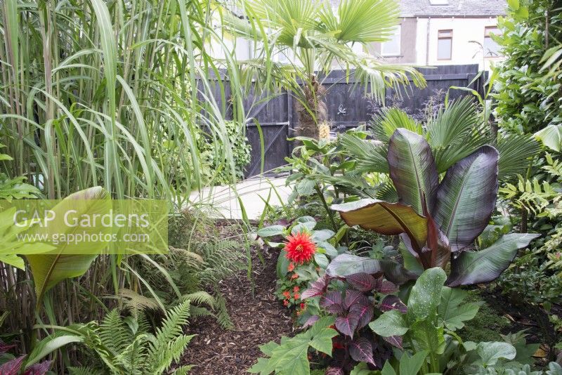 Tropical garden in August planted with Iresine herbstii, Ensete ventricosum Maurelii, Dahlia 'Karma Red Corona', Tetrapanax papyrifer 'Rex', Arundo and Trachycarpus fortunei 
