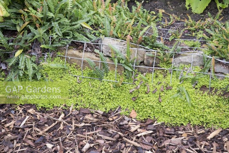 A stone filled gabion used to create a low garden wall planted with ferns and Soleirolia soleirolii