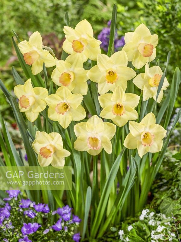 Narcissus Sandokan, spring May