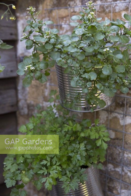 Watercress and parsley growing in aluminium containers hanging vertically against a wall