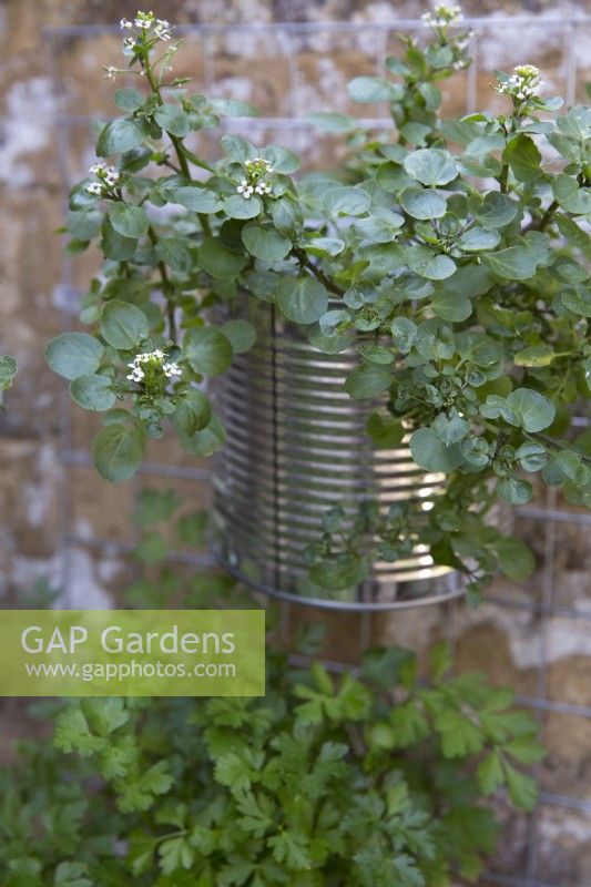 Watercress and parsley growing in aluminium tin containers hanging vertically against a wall