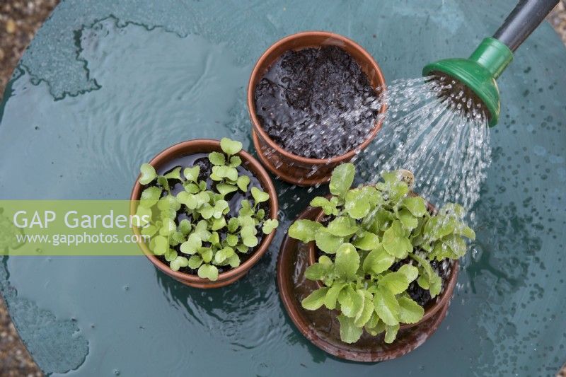Watering successional plantings of radishes in terracotta pots