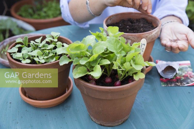 Succesional planting of radishes in terracotta pots