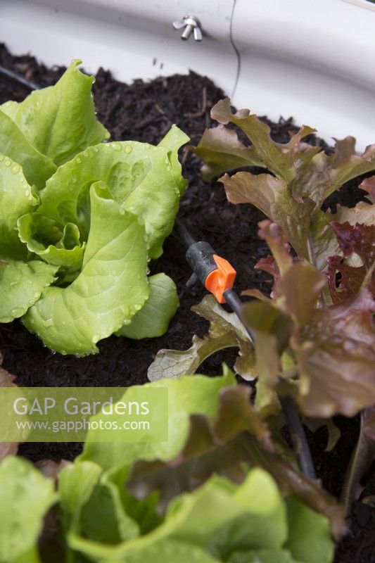 Growing lettuces in small spaces with irrigation system