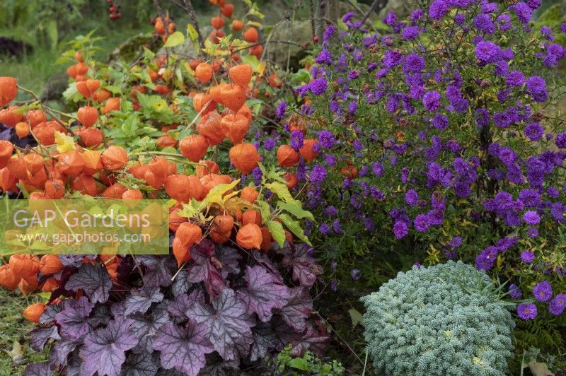 Autumn border with 'Sailor Boy' aster, lampion flower, 'Sugar Frosting' lily and 'Silver Rose' stonecrop