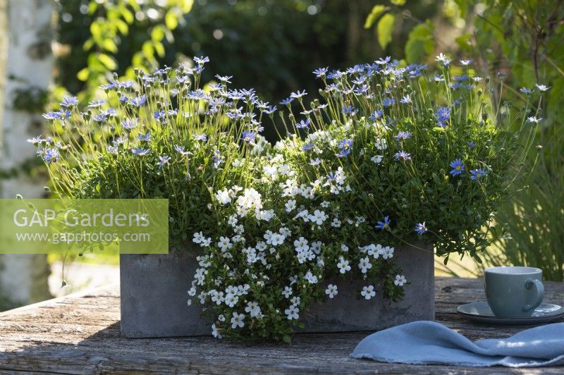 Grey box planted with blue daisy 'Forever Blue' and bacopa Everest 'White Yeti'