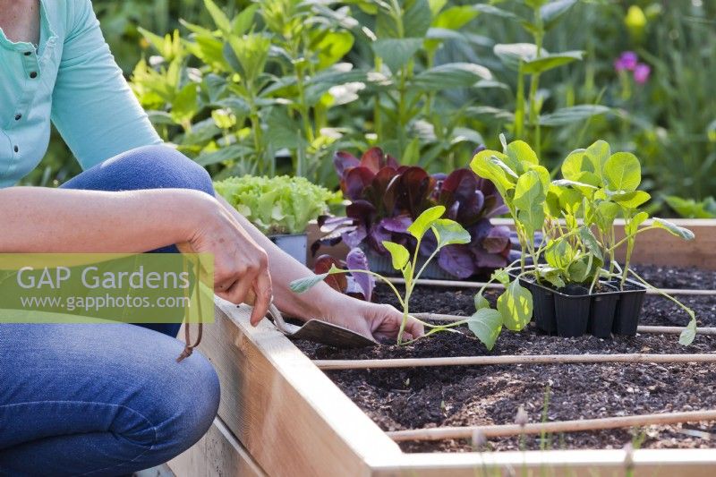 Woman planting Brussels sprout in raised bed.
