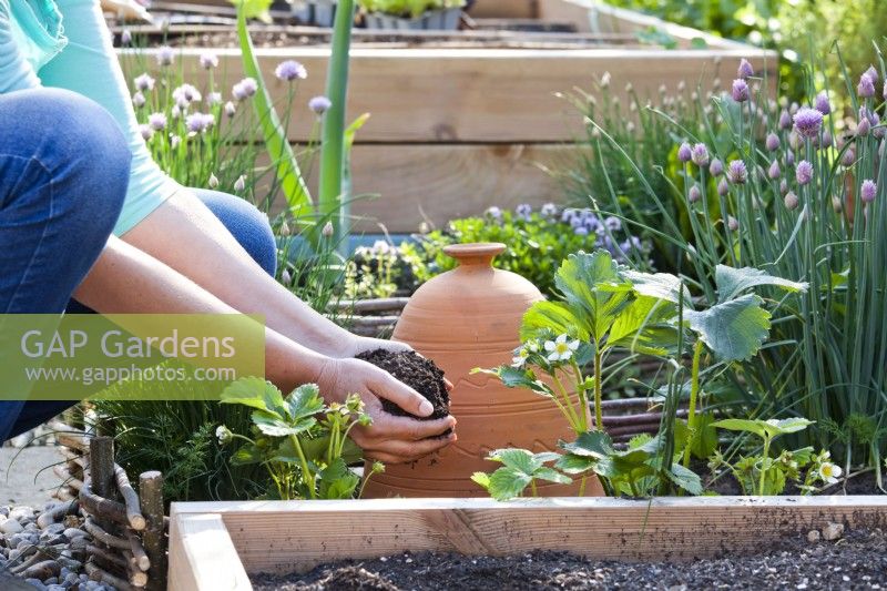 Woman adding compost to strawberry plants.