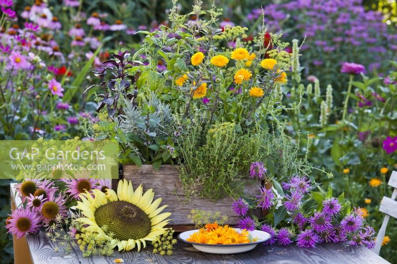 Woden crate with herbs including thyme, pot marigold, fennel, sage, basil, lavender and mint. Picked  echinacea, sunflower, monarda and pot marigold flowers on enamel plate.