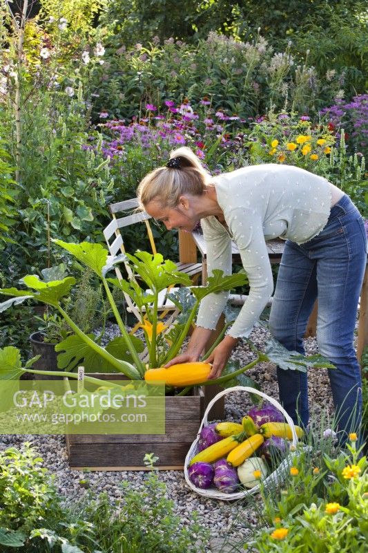 Woman harvesting courgettes from wooden box.