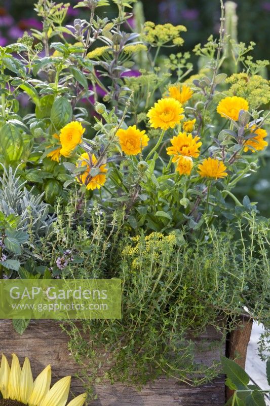 Mixed herbs and pot marigold in wooden box.