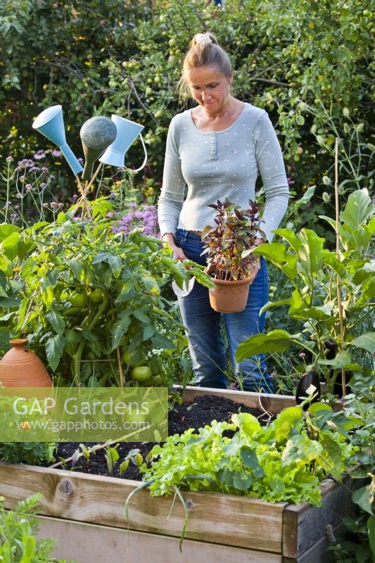 Woman is going to plant purple basil in gap between tomato and aubergine .