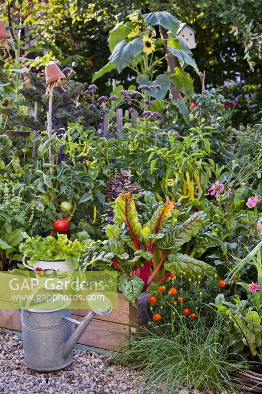Raised bed with Swiss chard, peppers and tomatoes, colander of freshly harvested lettuce and a watering can.