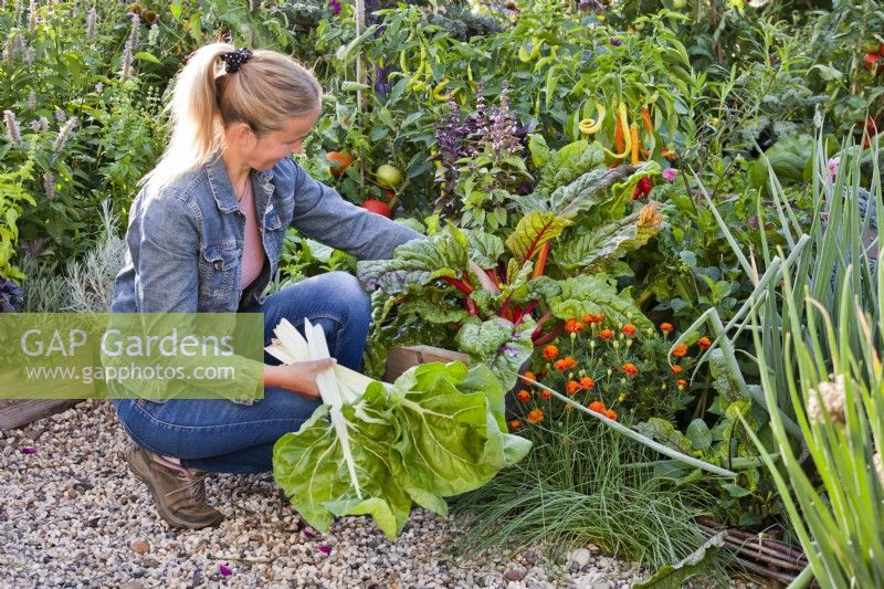 Woman harvesting Swiss chard ' White Silver 2' and ' Bright Light.