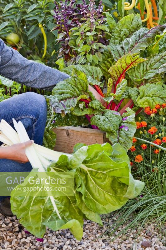 Woman harvesting Swiss chard ' White Silver 2' and ' Bright Light.