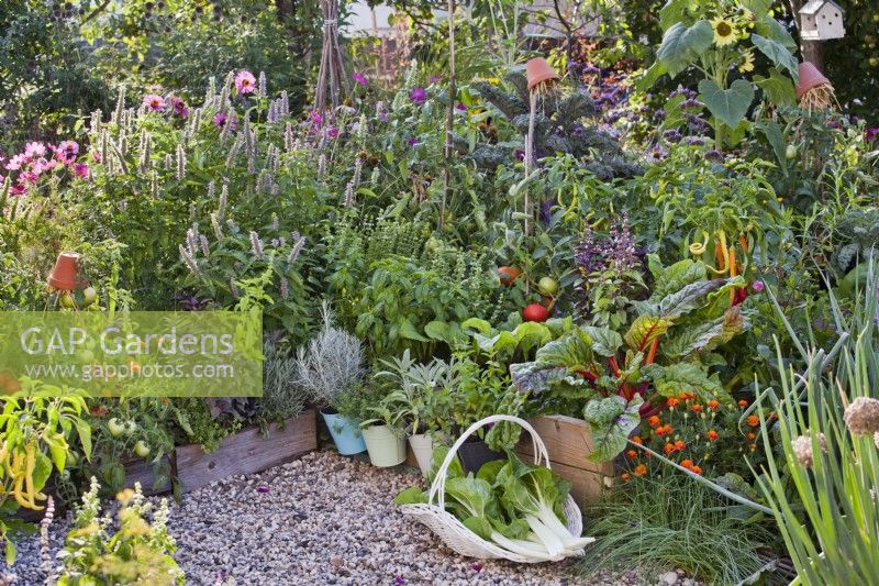 Kitchen garden with raised beds and containers full of vegetables and herbs, trug of harvested Swiss chard.
