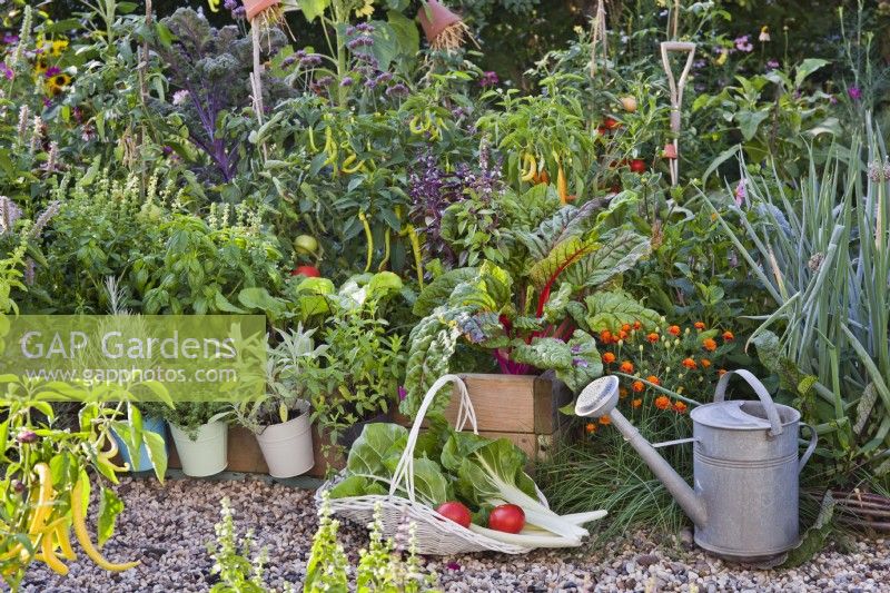 Trug with harvested Swiss chard and tomatoes. Behind is raised bed with Swiss chard, peppers, tomatoes, French marigold, Welsh onion, basil.
