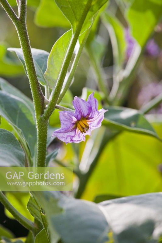 Solanum melongena - Eggplant flower