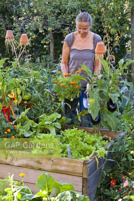 Woman planting potted French marigold in raised  vegetable bed between tomato and aubergine.