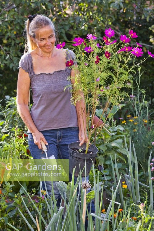 Woman carrying potted Cosmos bipinnatus to fill the gap in the border.