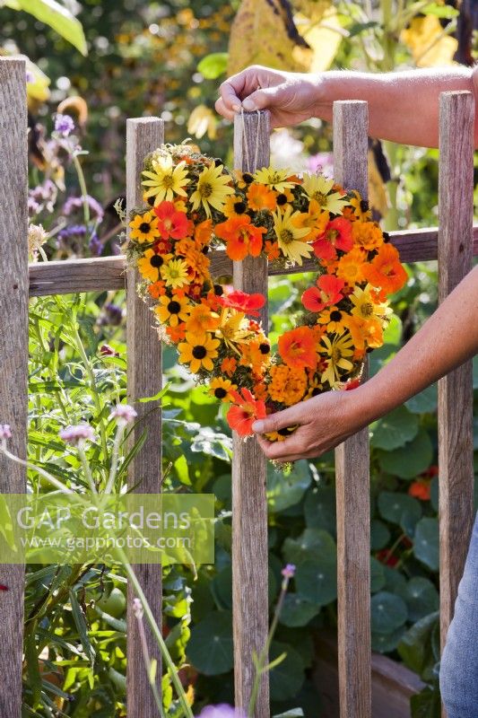 Woman hanging wreath made of rudbeckia, nasturtium, sunflowers, pot and signet marigold on fence.